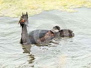 Eared Grebe Canada