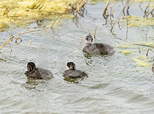 Eared Grebe Canada