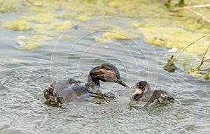 Eared Grebe Canada