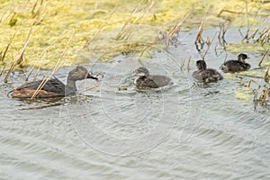 Eared Grebe Canada