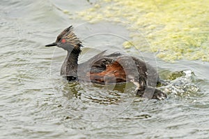 Eared Grebe Canada