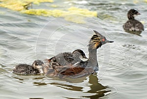 Eared Grebe Canada