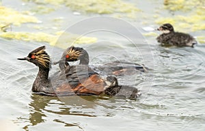 Eared Grebe Canada