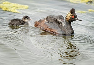 Eared Grebe Canada