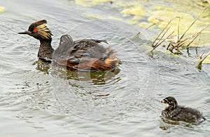 Eared Grebe Canada