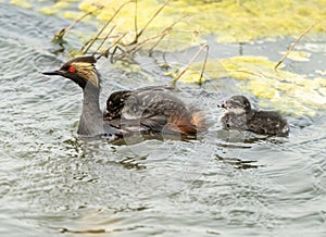 Eared Grebe Canada