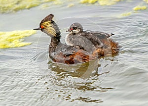 Eared Grebe Canada