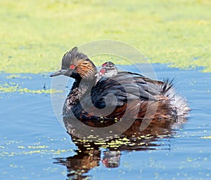 Eared Grebe and chick