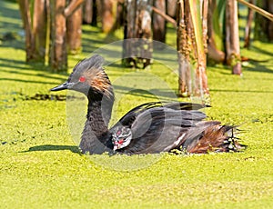 Eared Grebe and chick