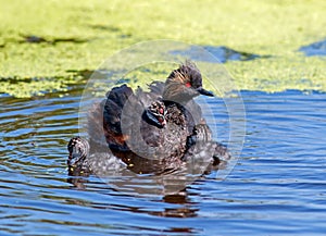 Eared Grebe and chicks