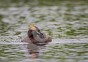 Eared grebe in iceland, as if posing