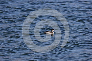 Eared Grebe Podiceps nigricollis 1