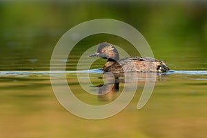 Eared Grebe - Podiceps nigricollis