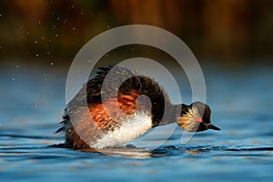 Eared Grebe - Podiceps nigricollis swimming in the water taking the bath