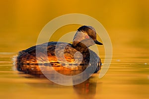 Eared Grebe - Podiceps nigricollis water bird swimming in the water in the red evening sunlight, member of the grebe family of