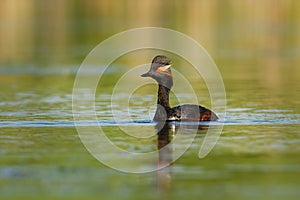 Eared Grebe - Podiceps nigricollis water bird swimming in the water in the red evening sunlight, member of the grebe family of
