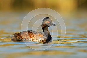 Eared Grebe - Podiceps nigricollis water bird swimming in the water in the red evening sunlight, member of the grebe family of