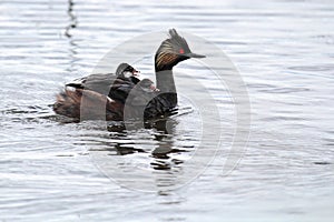 An eared grebe with two chicks on its back