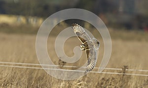 Eared owl