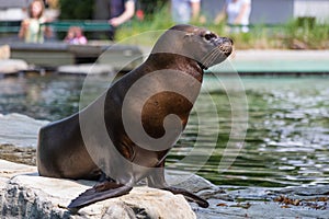 Eared seal or otariid mammal on a rock