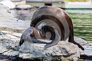 Eared seal or otariid mammal on a rock