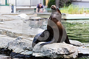 Eared seal or otariid mammal on a rock