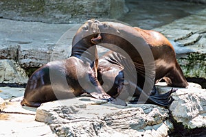 Eared seal or otariid mammal on a rock