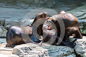 Eared seal or otariid mammal on a rock
