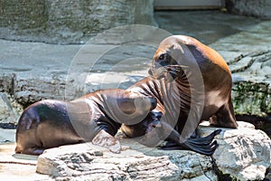 Eared seal or otariid mammal on a rock