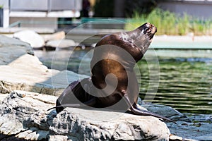 Eared seal or otariid mammal on a rock