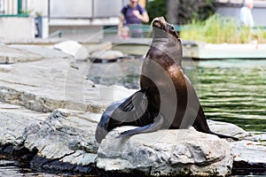 Eared seal or otariid mammal on a rock