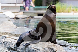 Eared seal or otariid mammal on a rock