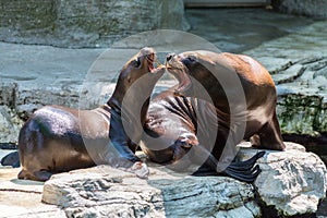 Eared seal or otariid mammal on a rock