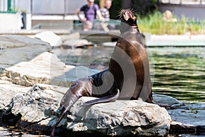 Eared seal or otariid mammal on a rock