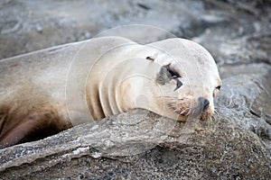 Eared seal otariidae marine mammal animal lying on rock