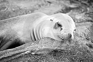 Eared seal otariidae marine mammal animal lying on rock