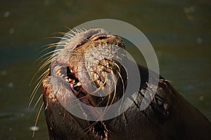 Eared seal (Otariidae) smiling