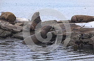 Eared seals on a sea pier