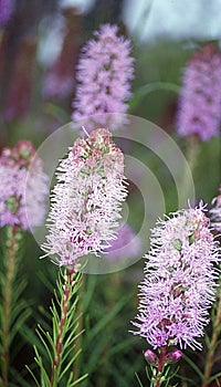 Eared splendor with umbels like flowers