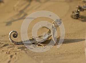 Eared toad (Phrynocephalus mystaceus) in the sands of Kalmykia.