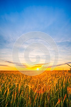 Eared Wheat Field, Summer Cloudy Sky In Sunset Dawn Sunrise.