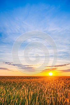 Eared Wheat Field, Summer Cloudy Sky In Sunset Dawn Sunrise. Sky