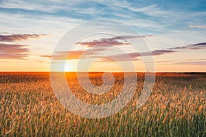 Eared Wheat Field, Summer Cloudy Sky In Sunset Dawn Sunrise. Sky