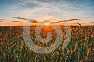 Eared Wheat Field, Summer Cloudy Sky In Sunset Dawn Sunrise. Sky