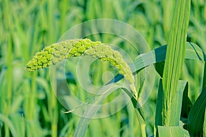 Earhead of millet