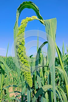 Earhead of millet