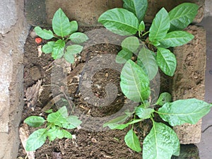 EARIAN VIEW OF POTAGER