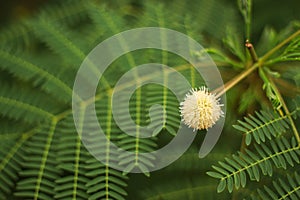 Earleaf acacia