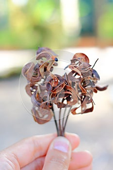 Earleaf acacia fruit