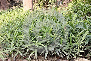 Earleaf acacia tree on farm